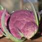 Preview: Blumenkohl Violetta di Sicilia (Samen)