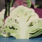 Preview: Blumenkohl Violetta di Sicilia (Samen)