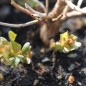Preview: Blutweiderich (Samen)