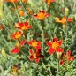 Preview: Blutorangengewürztagetes (Samen)