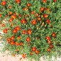 Preview: Blutorangengewürztagetes (Samen)