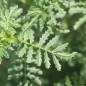 Preview: Blutorangengewürztagetes (Samen)