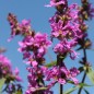 Preview: Blutweiderich (Samen)