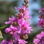 Preview: Blutweiderich (Samen)