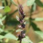 Preview: Blutweiderich (Samen)