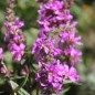Preview: Blutweiderich (Samen)