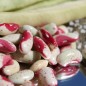 Preview: Buschbohne Cannelino Rosso (Samen)