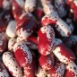 Preview: Buschbohne Cannelino Rosso (Samen)
