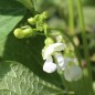 Preview: Stangenbohne Nasieddu Viola (Samen)
