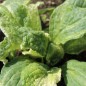 Preview: Borretsch Variegated Bill Archer (Samen)