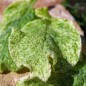 Preview: Borretsch Variegated Bill Archer (Samen)