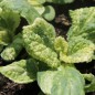 Preview: Borretsch Variegated Bill Archer (Samen)