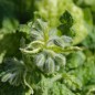 Preview: Borretsch Variegated Bill Archer (Samen)
