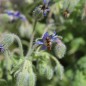 Preview: Borretsch Variegated Bill Archer (Samen)