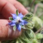 Preview: Borretsch Variegated Bill Archer (Samen)