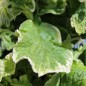 Preview: Borretsch Variegated Bill Archer (Samen)