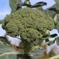Preview: Broccoli Calabrese (Samen)