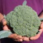 Preview: Broccoli Calabrese (Samen)