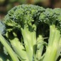 Preview: Broccoli Calabrese (Samen)