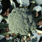 Preview: Broccoli Calabrese (Samen)