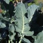 Preview: Broccoli Calabrese (Samen)