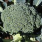 Preview: Broccoli Calabrese (Samen)