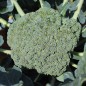 Preview: Broccoli Cezar (Samen)