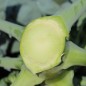 Preview: Broccoli Cezar (Samen)