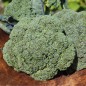Preview: Broccoli Cezar (Samen)
