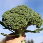 Preview: Broccoli Cezar (Samen)