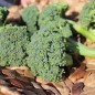 Preview: Broccoli Cezar (Samen)