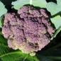 Preview: Broccoli Miranda (Samen)