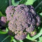 Preview: Broccoli Miranda (Samen)