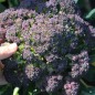 Preview: Broccoli Miranda (Samen)