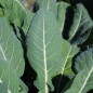 Preview: Broccoli Miranda (Samen)