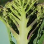 Preview: Broccoli Miranda (Samen)