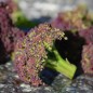 Preview: Broccoli Miranda (Samen)