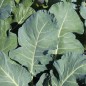 Preview: Broccoli Waltham (Samen)