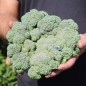 Preview: Broccoli Waltham (Samen)