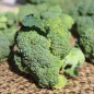 Preview: Broccoli Waltham (Samen)