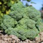 Preview: Broccoli Waltham (Samen)