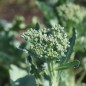 Preview: Broccoli Waltham (Samen)