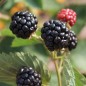 Preview: Brombeere Asterina  (Pflanze)