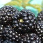 Preview: Brombeere Asterina  (Pflanze)