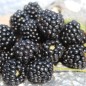 Preview: Brombeere Asterina  (Pflanze)