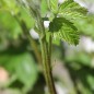 Preview: Zwerg-Brombeere Little Black Prince (Pflanze)