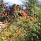Preview: Zwerg-Brombeere Little Black Prince (Pflanze)