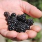 Preview: Zwerg-Brombeere Little Black Prince (Pflanze)