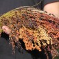 Preview: Broom Corn Mixed Colours - Bunte Besenhirse (Samen)