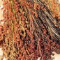 Preview: Broom Corn Mixed Colours - Bunte Besenhirse (Samen)